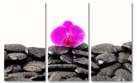 Paarse Orchidee on Rocks