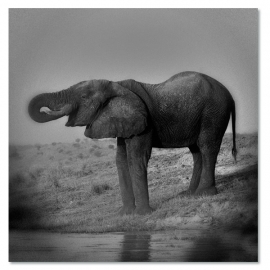 Elefanten 1