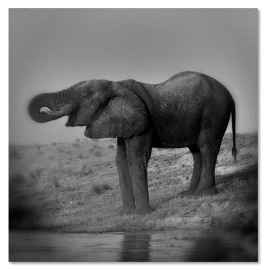 Olifant 1