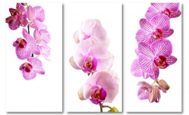 Roze Orchidee Triptiek