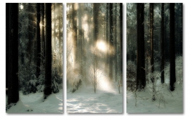 Winter Forest