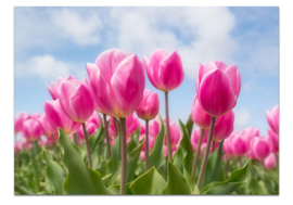 Pink tulips