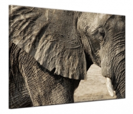 Afrikanischer Elefant malen