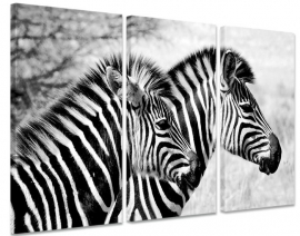 Schilderij Zebra Tweetal