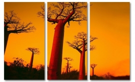Baobab bos