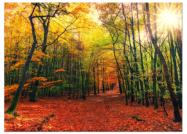 Canvas schilderij bos in de herfst