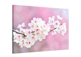 Cherry blossoms: foto schilderij