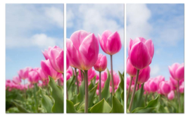 Pink tulips: foto schilderij