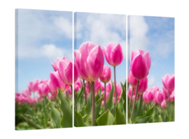 Pink tulips: foto schilderij
