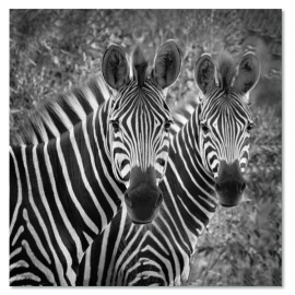 Zebra duo