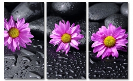 Paarse Bloemen on Rocks