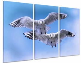 Schilderij Meeuwen