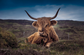 schotse hooglander