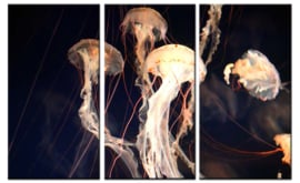 Jellyfish Dream: foto schilderij
