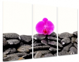 Paarse Orchidee on Rocks