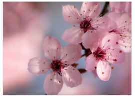 Roze bloesem schilderij