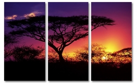 Acacia Sunset