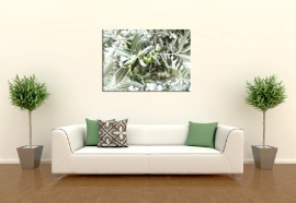 Schilderij Olijfboom