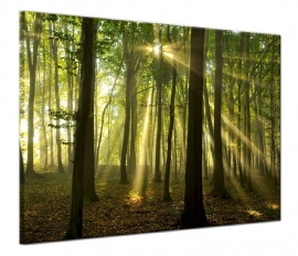 Canvas doek Zonnestralen in het Bos