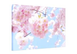 Japanische Kirschblüten