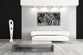 Zebra zwart wit