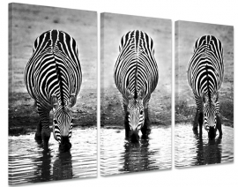 Triptychon trinkende Zebras