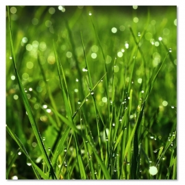 Gras canvas art print