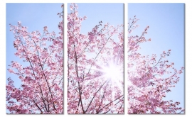 Sakura Bloesem Schilderij