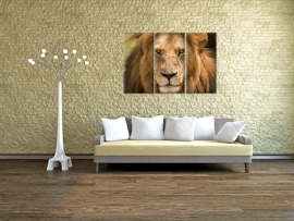 Panthera Leo