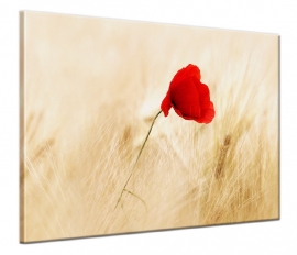 Poppy in Field Canvas Art