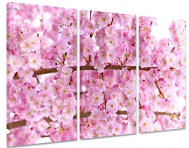 Cherry Blossom Canvas Art