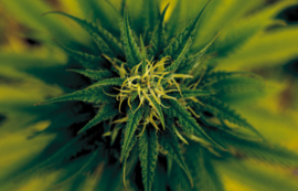 Cannabis Sativa Hollandica