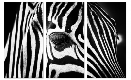 Canvas Schilderij Zebra Close Up