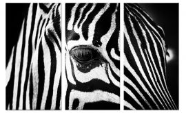 Leinwandbild Zebra Nahaufnahme