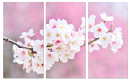 Cherry blossoms: foto schilderij