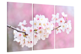 Cherry blossoms: foto schilderij