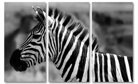 Zebra zwart wit