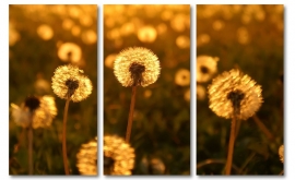 Dandelions