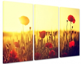 Leinwandbild Mohnblumen bei Sonnenuntergang