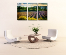 Schilderij Lavendel veld