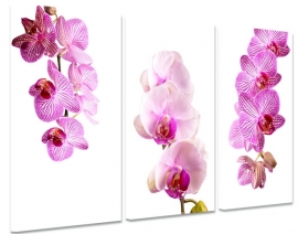 Roze Orchidee Triptiek