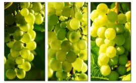 Grapes