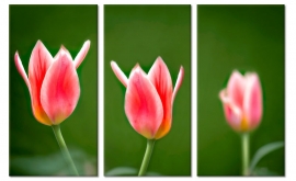 Schilderij Roze Tulpen