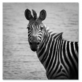 Zebra kl
