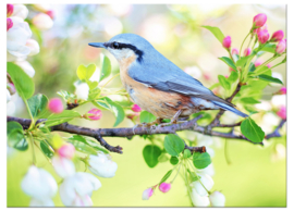 Vogel in lente: foto schilderij