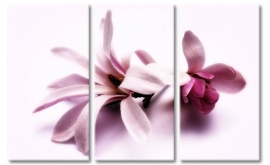 Magnolia bloemen schilderij