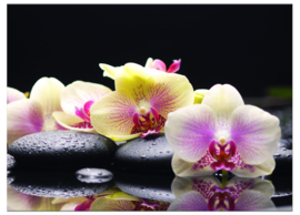 Zen Orchidee