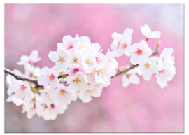 Cherry blossoms: foto schilderij