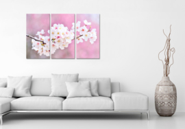 Cherry blossoms: foto schilderij