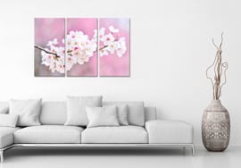 Cherry blossoms: foto schilderij